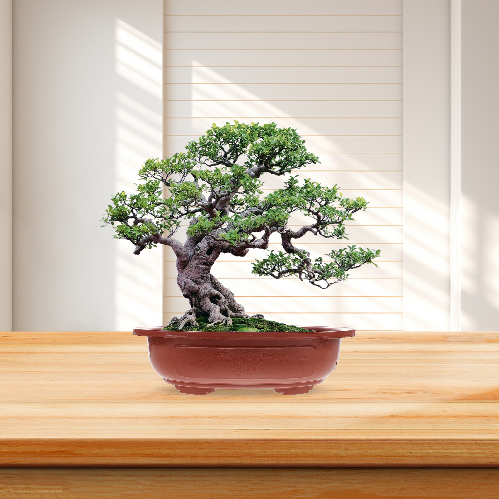 4 stuks verdikte plastic bonsa - Bonsai Vertical Garden recensie en prijs