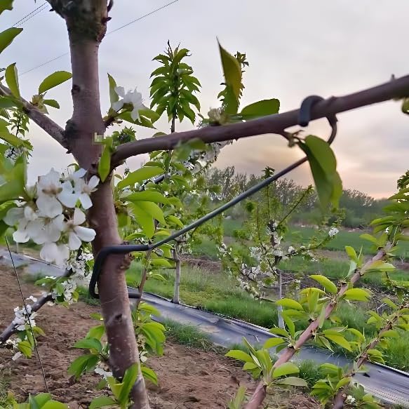 Verstelbare fruitboomtakvormer - Bonsai Gardener recensie en prijs